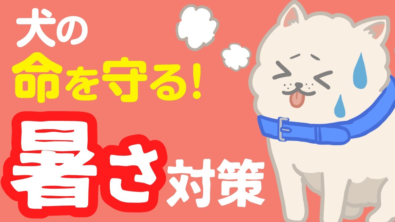犬は暑さに弱い！愛犬を守るための熱中症対策