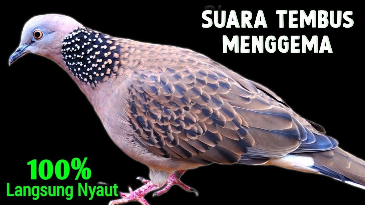 PANCINGAN TEKUKUR GACOR - Spesial Untuk Masteran Tekukur Agar Rajin Bunyi