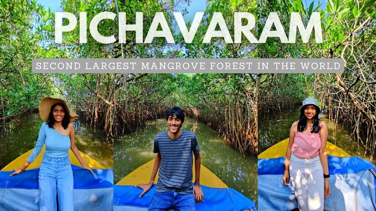 Pichavaram Mangrove Forest | Second Largest in the World | Things to in Pondicherry |Mangrove Forest