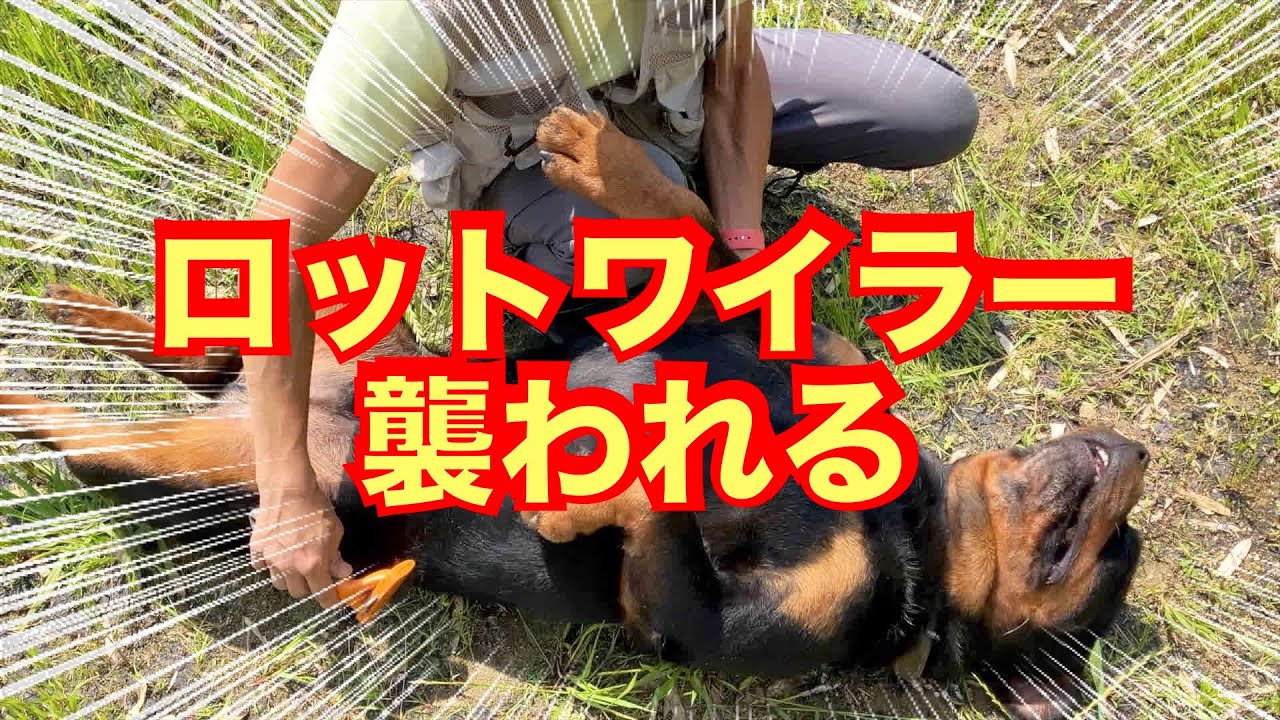 保健所女性職員を襲って殺処分判定ロットワイラーの本性が露に！