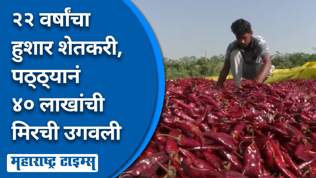 Farmer Success Story | नोकरीकडे नाही तर शेतीकडे वळला; लाल मिरचीच्या उत्पन्नातून बक्कळ पैसा