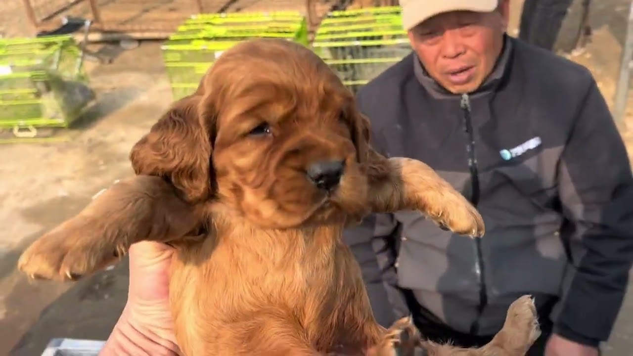 农村狗市捡漏挑狗，喜欢宠物的点点关注 #大型犬 #赛级犬