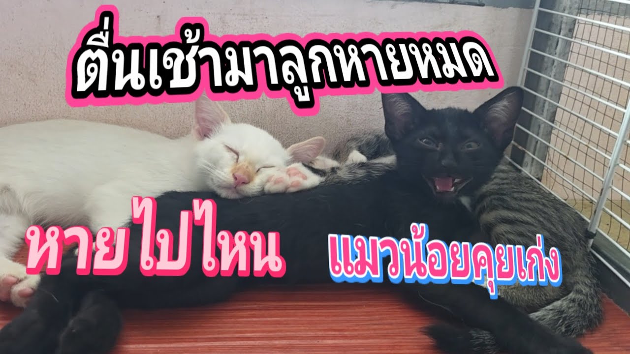 ตื่นเช้ามาลูกหายหมดเลย หายไปไหน  แมวน้อยเริ่มคุยเก่ง2.มี ค 69@cats_home 