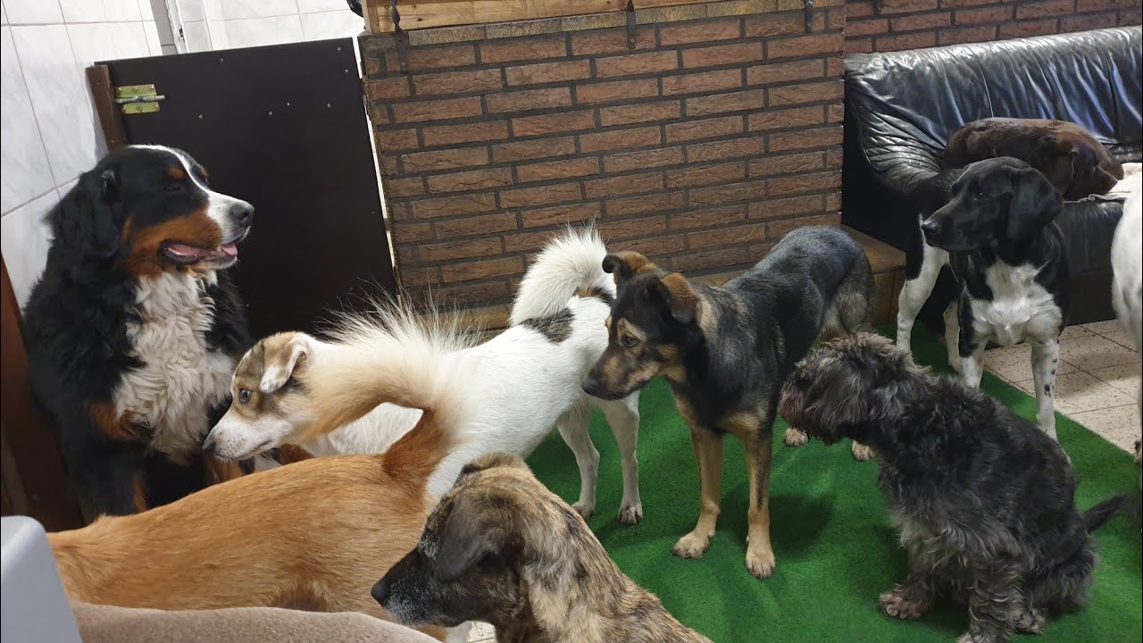 40 Hunde in einem Raum - HuTa im Winter