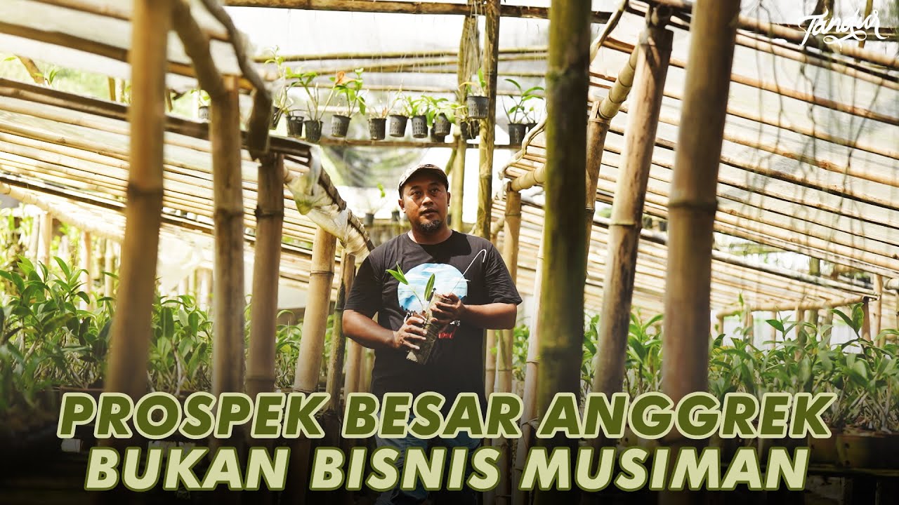 Tinggalkan Bisnis dengan Omset 30 Juta/Hari dan Memilih Budidaya Anggrek!?