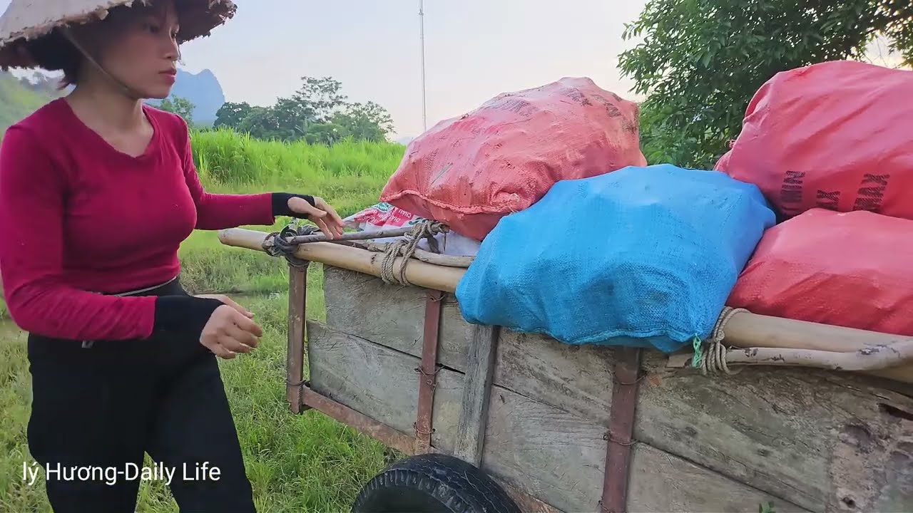 Rural Life: Corn Harvesting with Buffalo