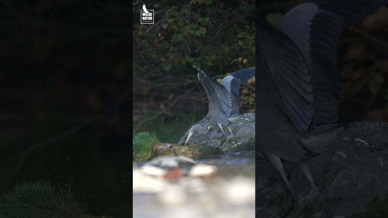 Grey heron hunting a big Rainbow trout - Sony A1 + 400 mm f2.8 + 1.4 TC