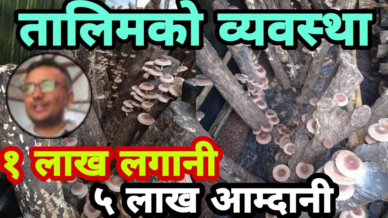 किलो को ८०० पर्न च्याउ||सिताके च्याउ खेती सम्बन्धी सम्पूर्ण जानकारी||एक लाख मै सुरु गर्ने सकिन्छ