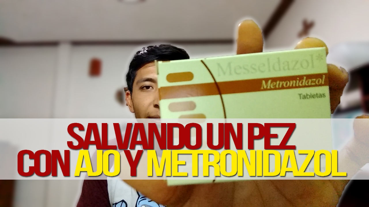 COMO MEDICAR A UN PEZ CON AJO Y METRONIDAZOL