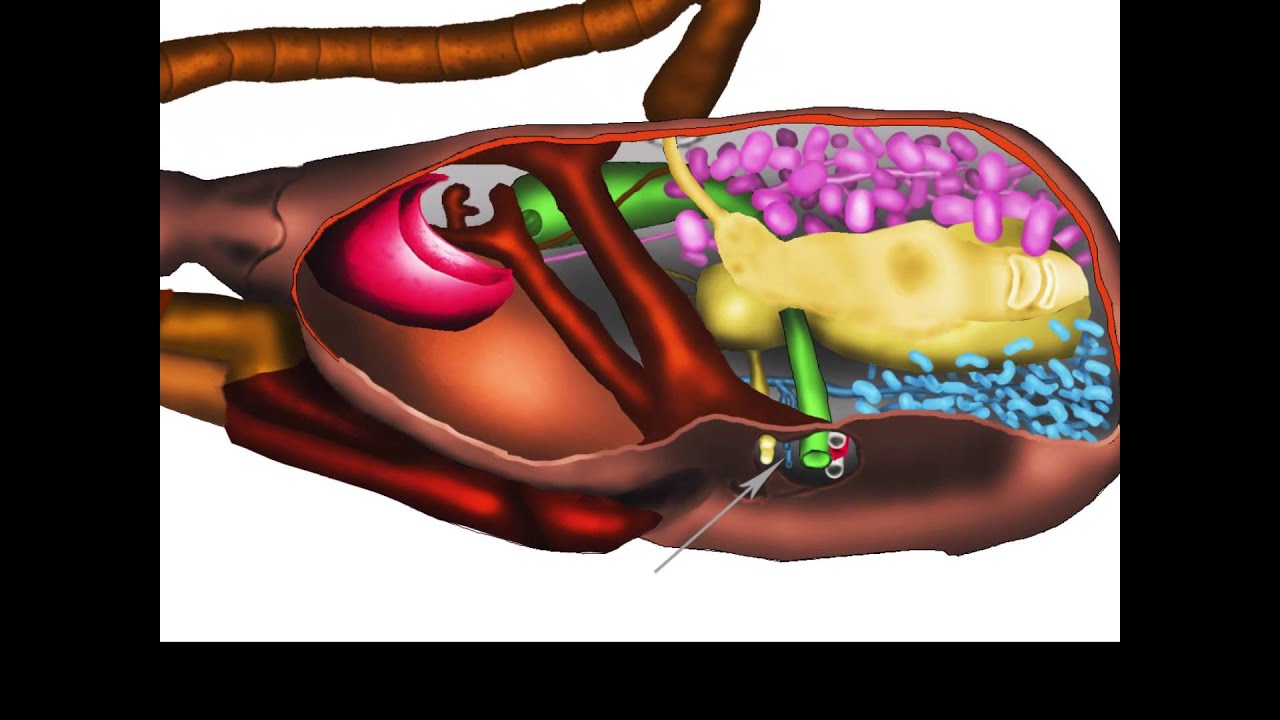 The multifunctional glands of a honeybee's head