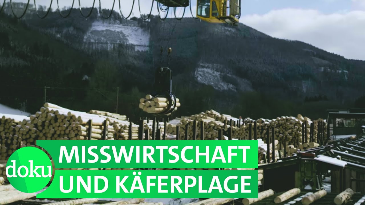 Unser Wald: Dem Untergang geweiht? | WDR Doku