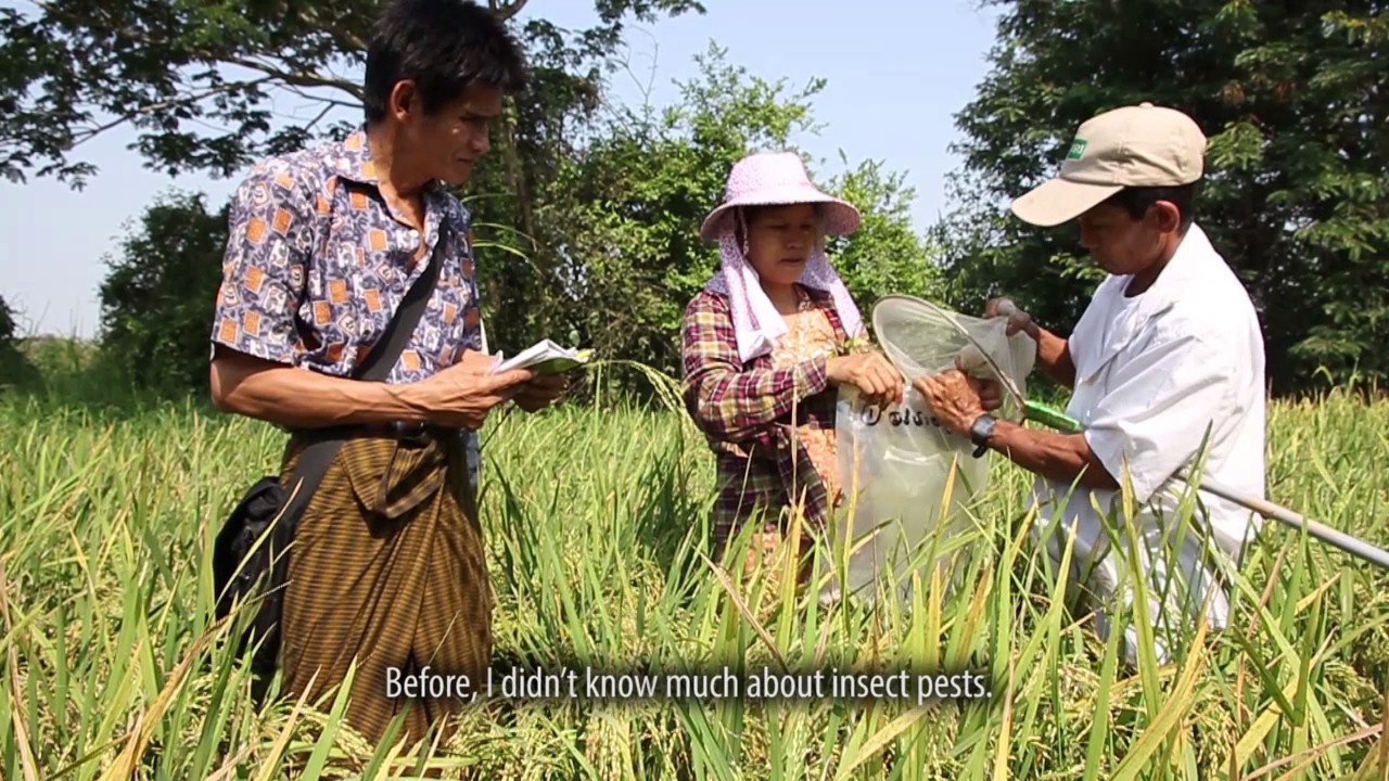 Myanmar farmers tell their stories: Improving livelihoods through rice seed production