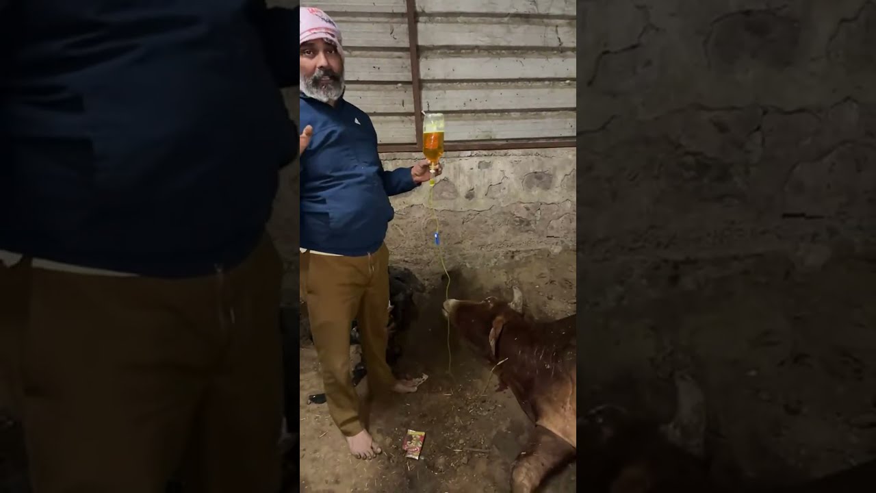 Narayani Mata Gau Sanraksan Society is live