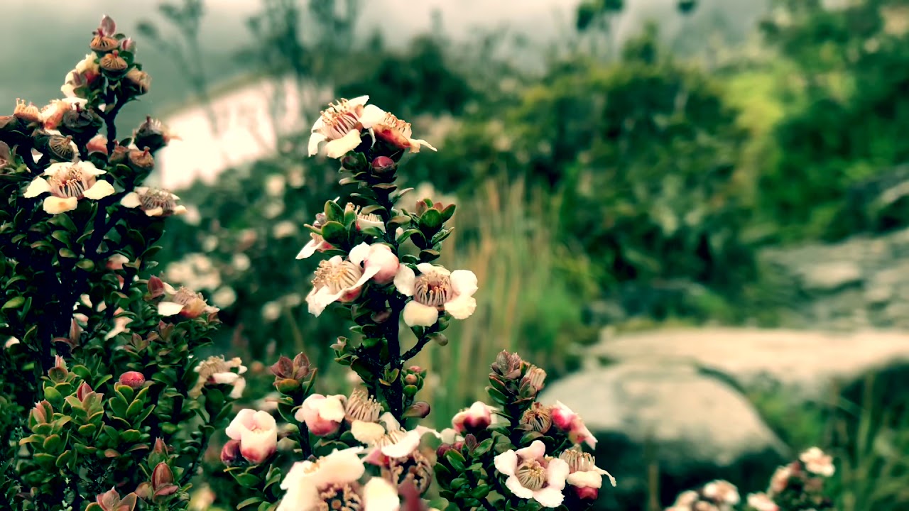 Showing you around Panalaban / Laban Rata