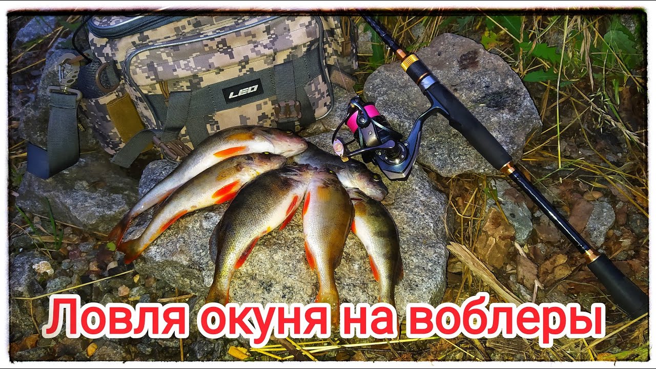 Ловля окуня на спиннинг воблерами Pantoon21