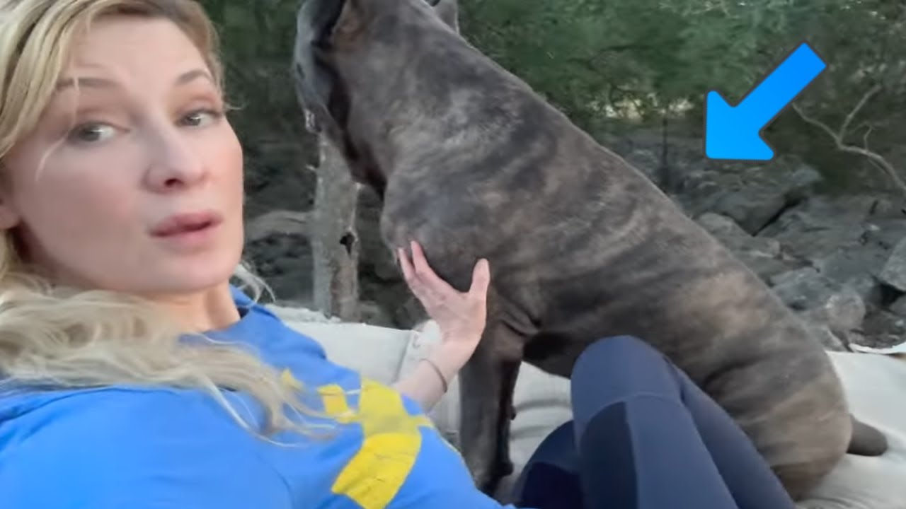 Cane Corso Guard Dog PROTECTS Owner