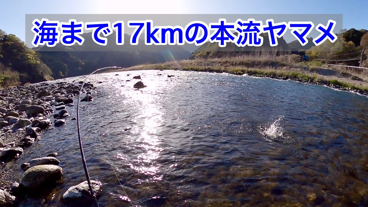 【本流】4月本流ヤマメを求めて（五ヶ瀬川）