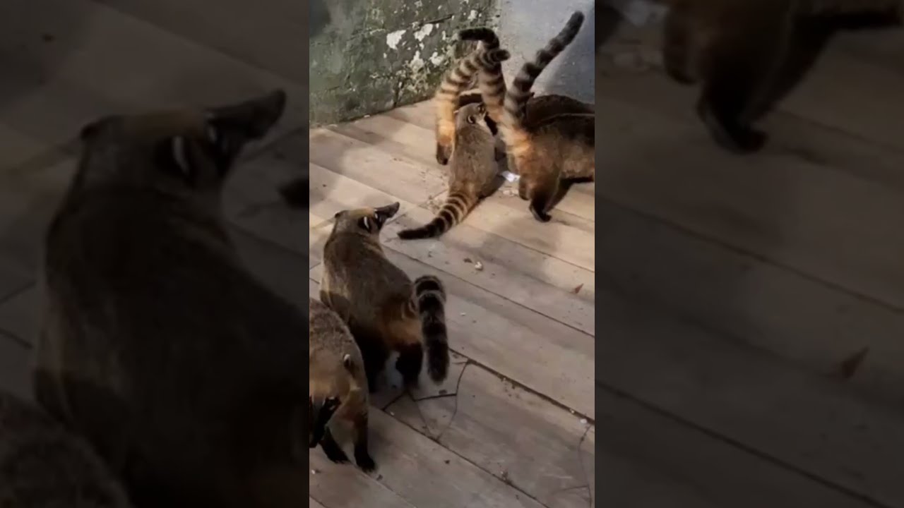 #quati #raccoon #guaxinim    #animals