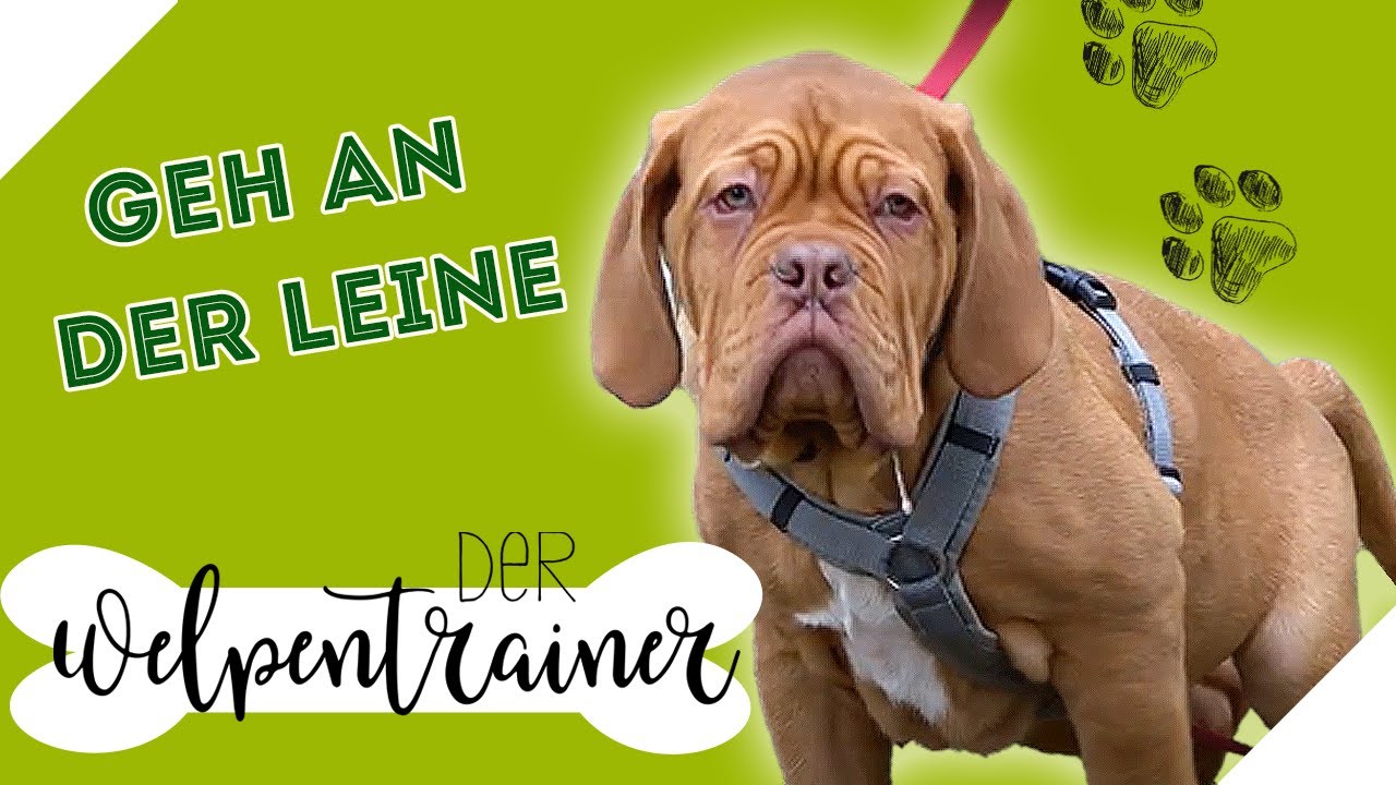 Leinenführigkeit 🐕 So gelingt es deinem Welpen | Der Welpentrainer | sixx