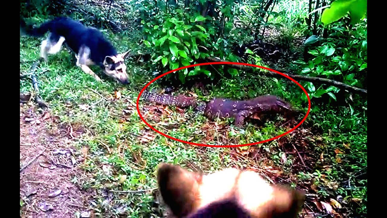 2 German shepherds fighting With Giant Komodo Dragon