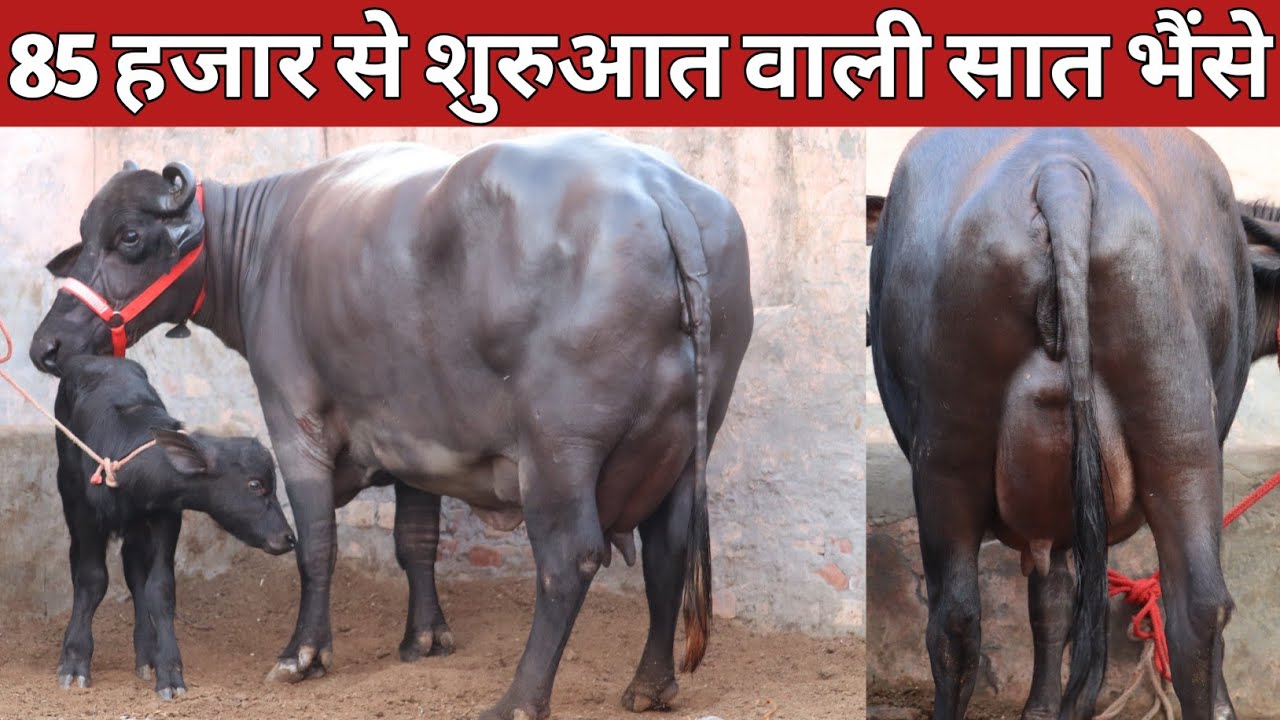 85 हजार से शुरुआत वाली ताजा ब्याई सात भैंसे || Kala Dairy Farm, Kaithal (7056119142)