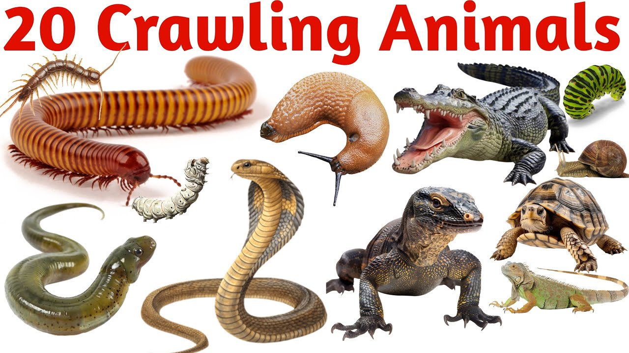 रेंगने वाले जीव सीखें | Learn 20 Crawling Animals Names English for Nursery Kindergarten Kids