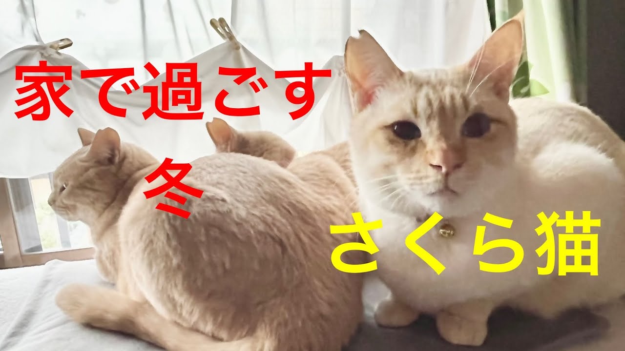 家猫として迎えた冬　#茶トラ #さくら猫 #保護猫 #ねこ 