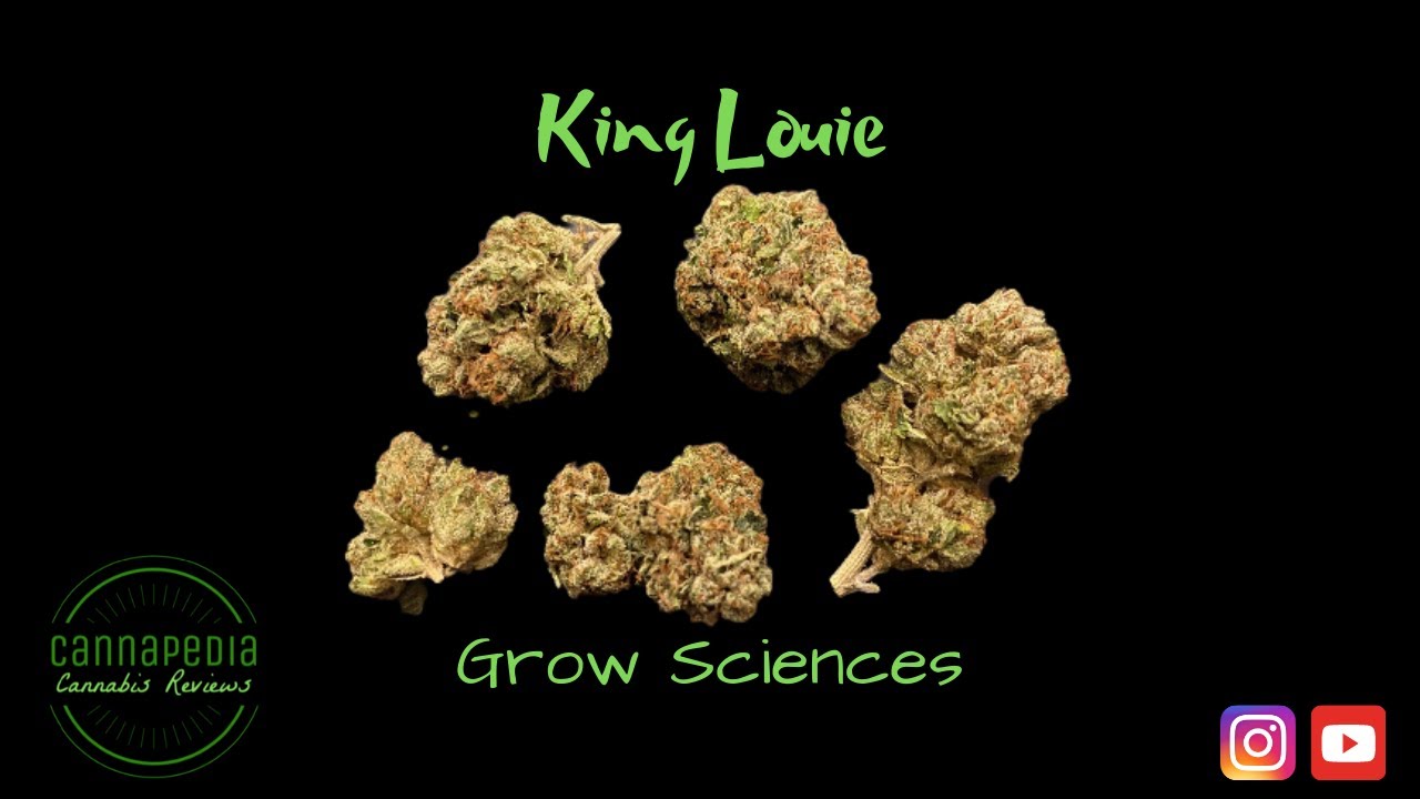King Louie OG Strain Review - Grow Sciences - Cannapedia