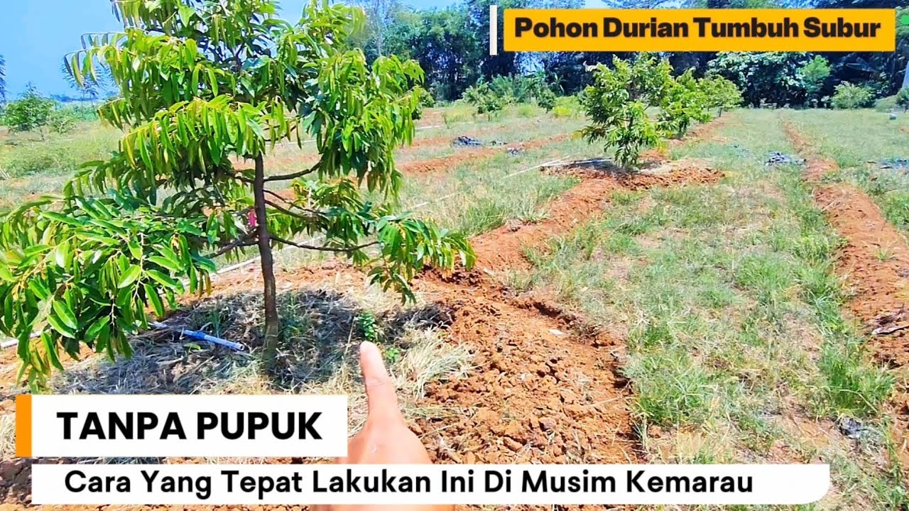 TANPA PUPUK‼️SEGERA LAKUKAN CARA INI SUPAYA POHON DURIAN TUMBUH SUBUR DI MUSIM KEMARAU.