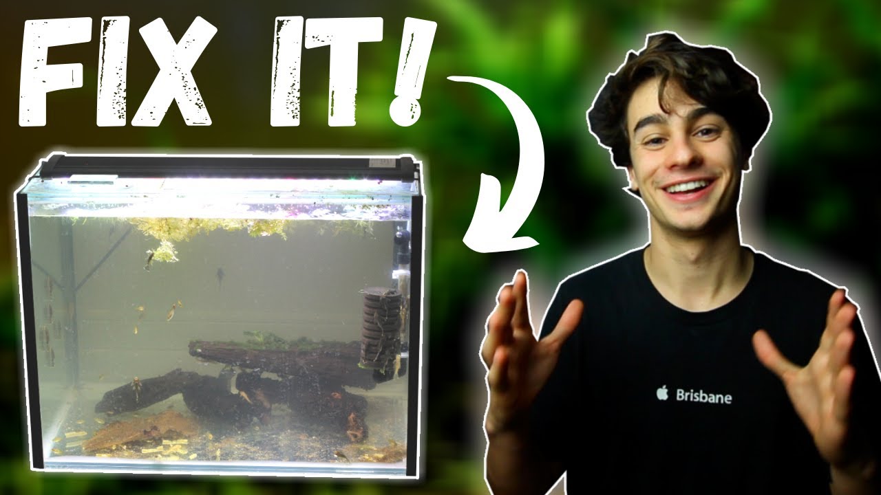 How to Fix Cloudy Water in an Aquarium (Easiest Method)