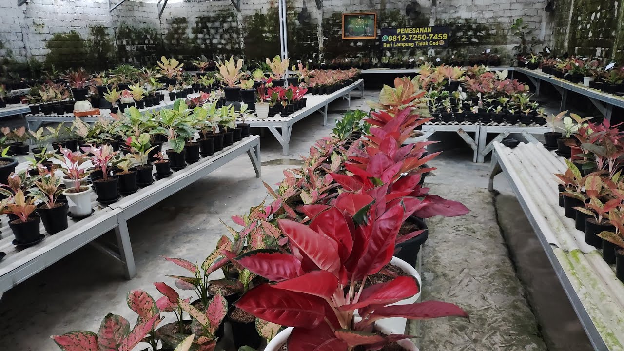 Tanaman Hias aglonema