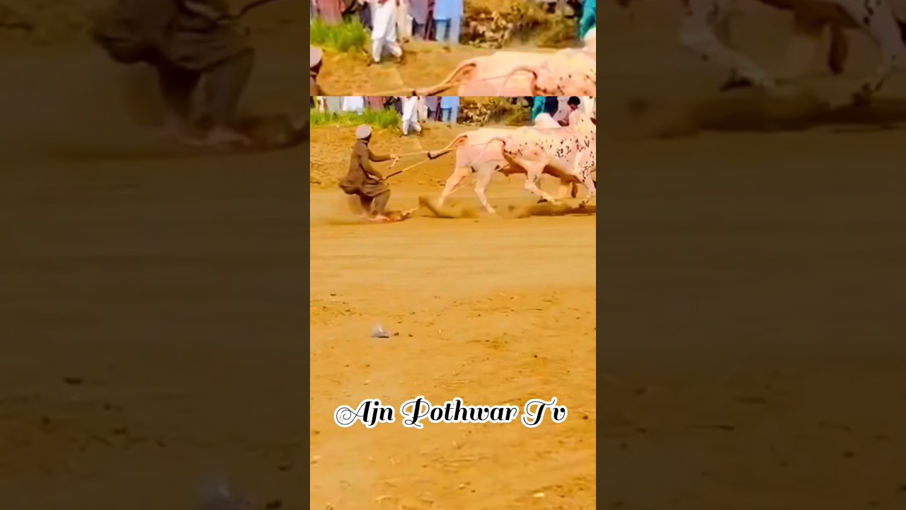 Bull Race 😱