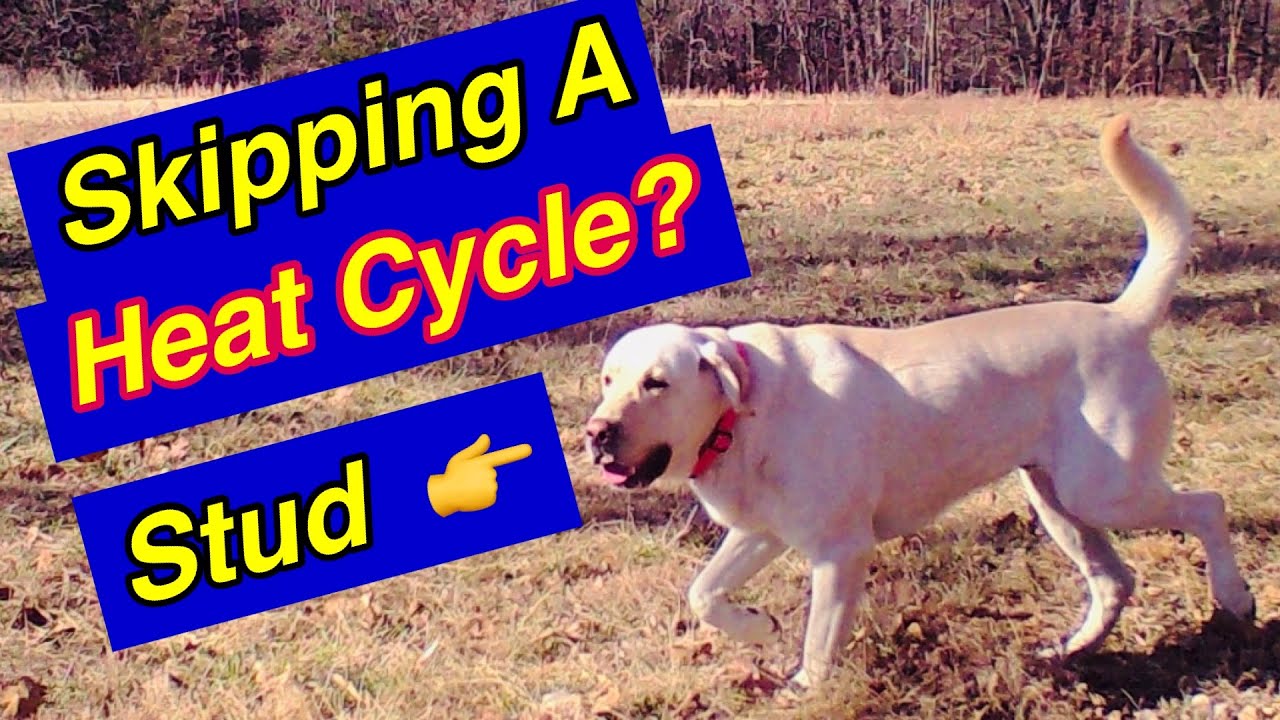 How To Breed Dogs - 6 Tips for Managing Studs when skipping a heat!