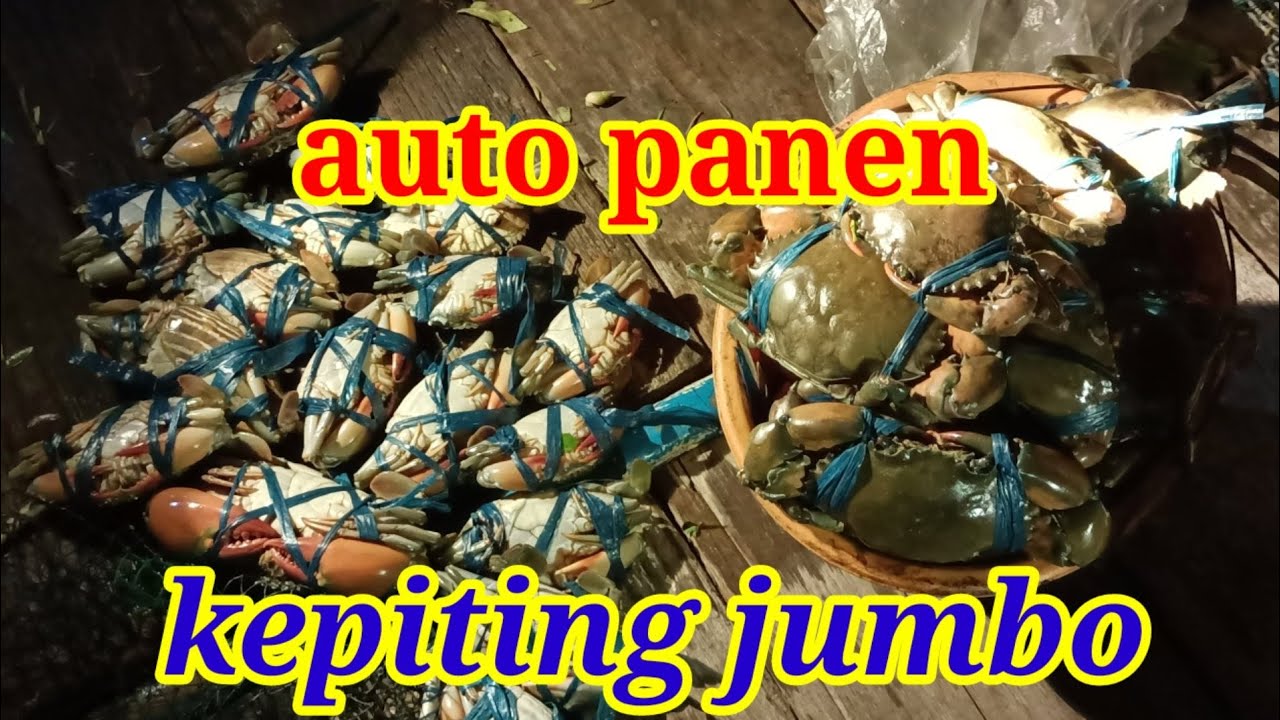 perbedaan lubang kepiting & lubang ikan glodok