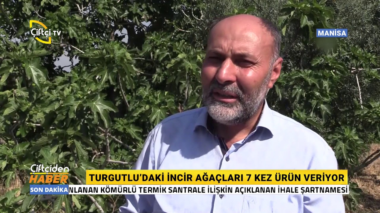 Yediveren İnciri'nde Hasat Zamanı