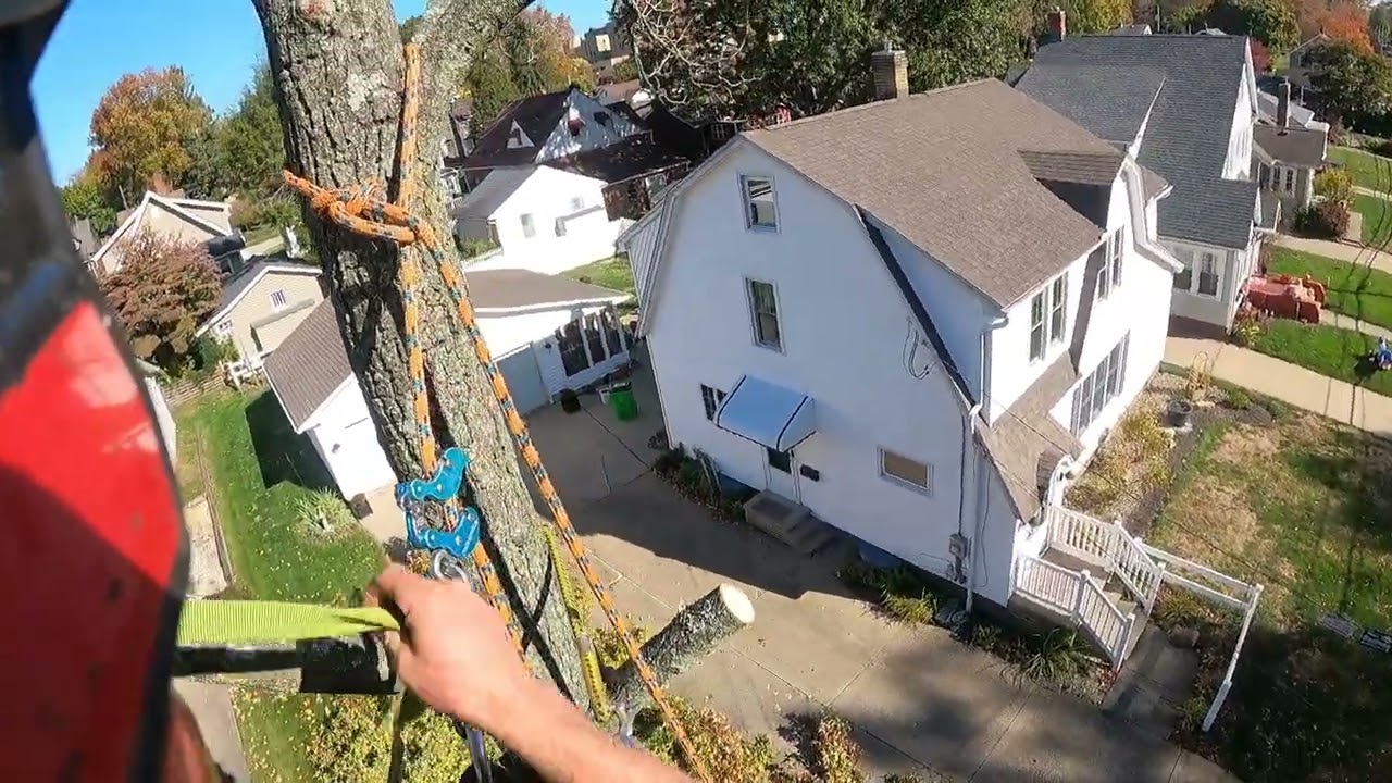 wires were all throughout the tree made it difficult to remove 3