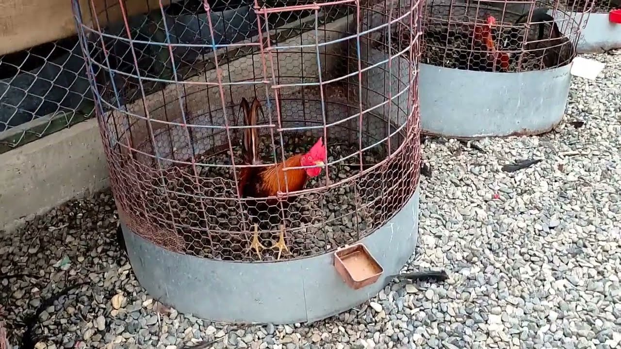 Gallos Luis Dominguez proceso de casta