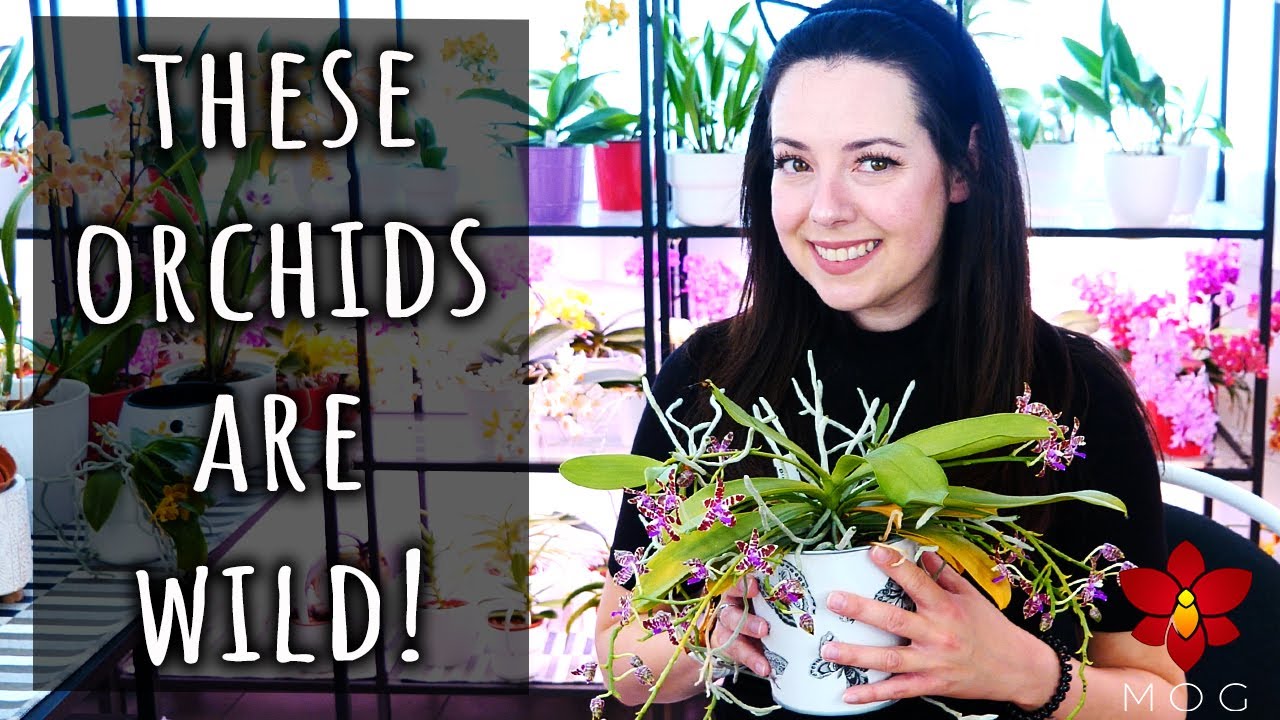 My most WILD looking Phalaenopsis Orchids! Do you even like these? 🤔