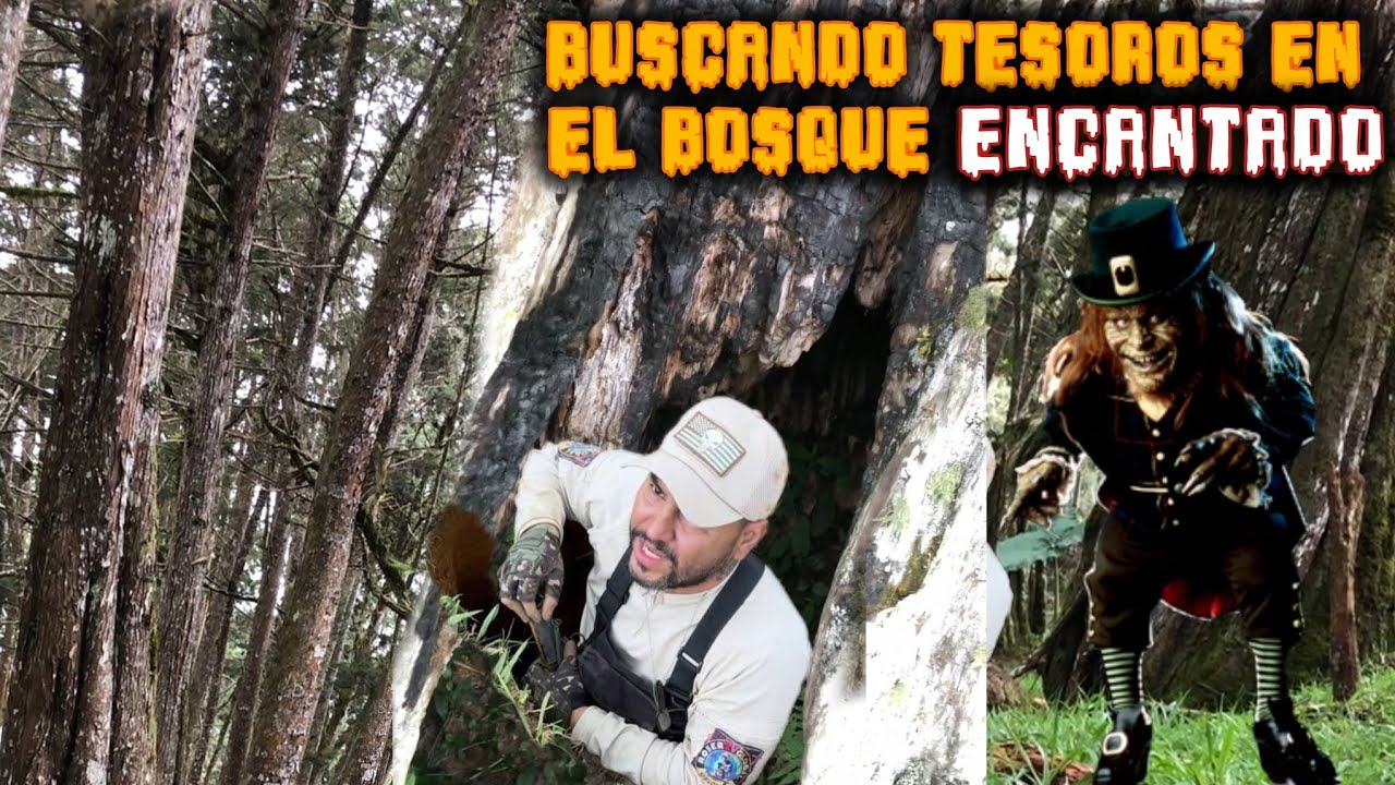 En este bosque ven un perro negro que se desaparece en un árbol misterioso 😱