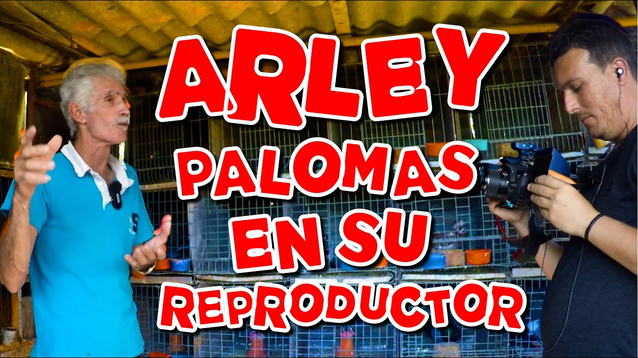 LAS PALOMAS DE ARLEY. PALOMERO DE HISTORIA EN GUANABACOA