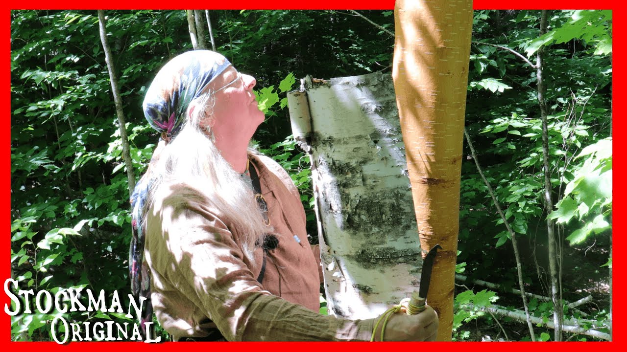 How to Peel Birch Bark the Right Way