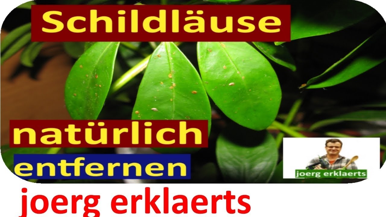 Omas Hausmittel Schildläuse / Blattläuse  bekämpfen Tutorial Nr. 116