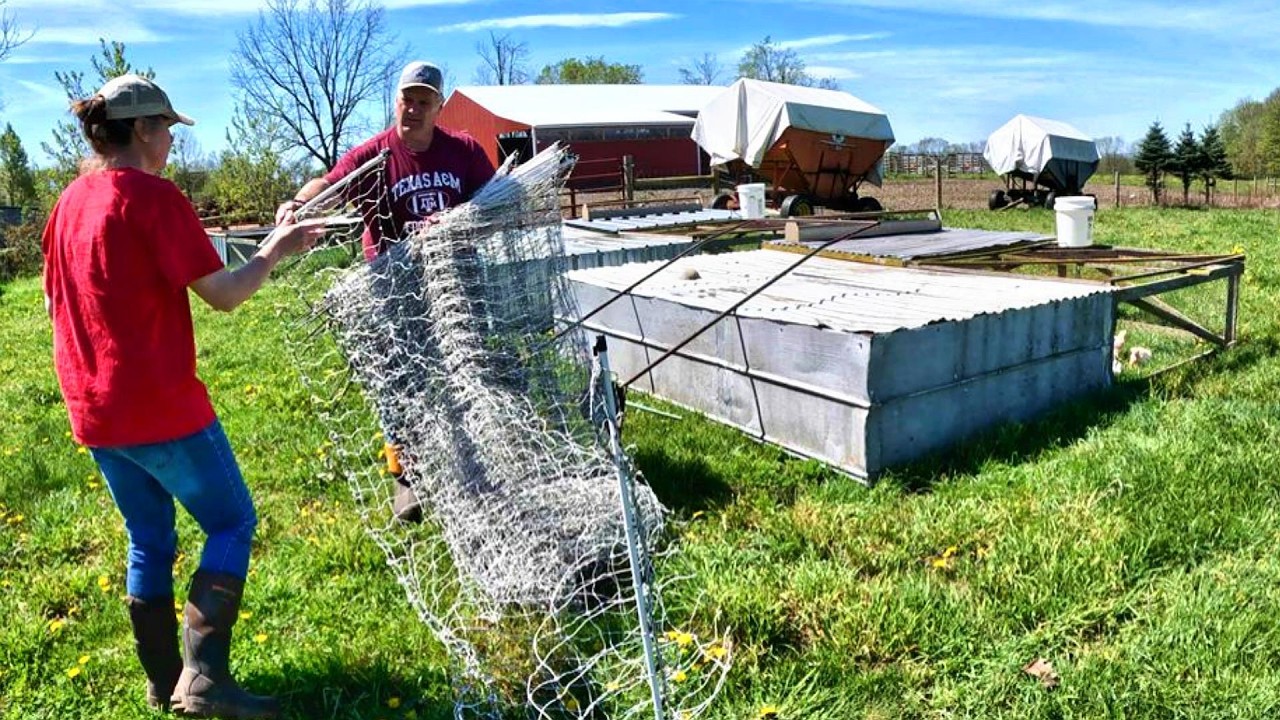 Bringing Chickens to Pasture, Dandelions & Flies
