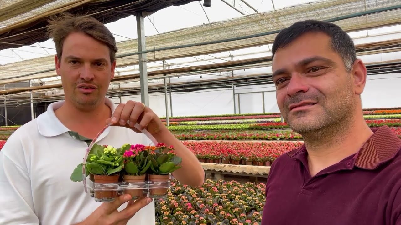 Visita a produção de Kalanchoe em Holambra - SP.