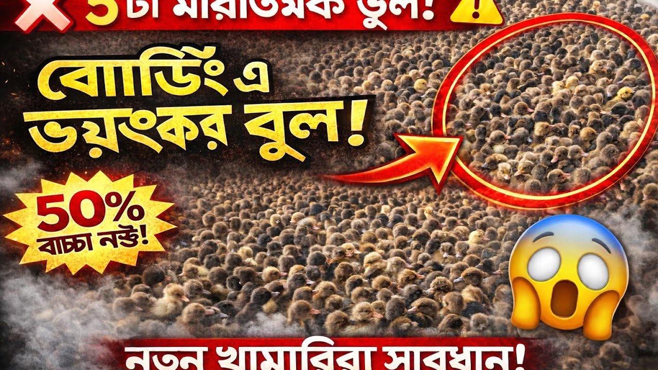 “ব্রোডিং এ ৫টা মারাত্মক ভুল।নতুন খামারিরা সাধারণত ৫টি মারাত্মক ভুল করে বসেন।আল-ফালাহ্ হাঁসের খামার