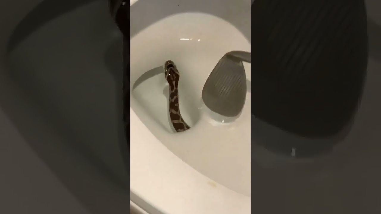 Cobra no Vaso Sanit&aacute;rio Todo Cuidado &eacute; Pouco