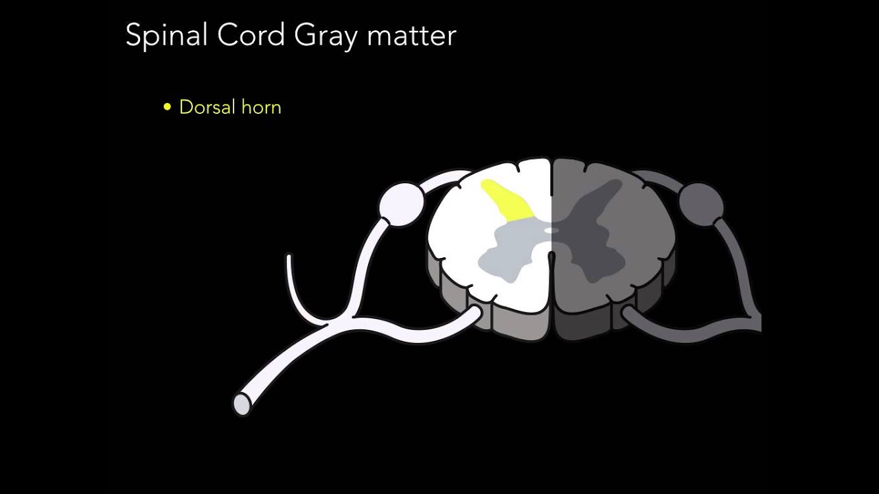 Spinal cord  Gray matter