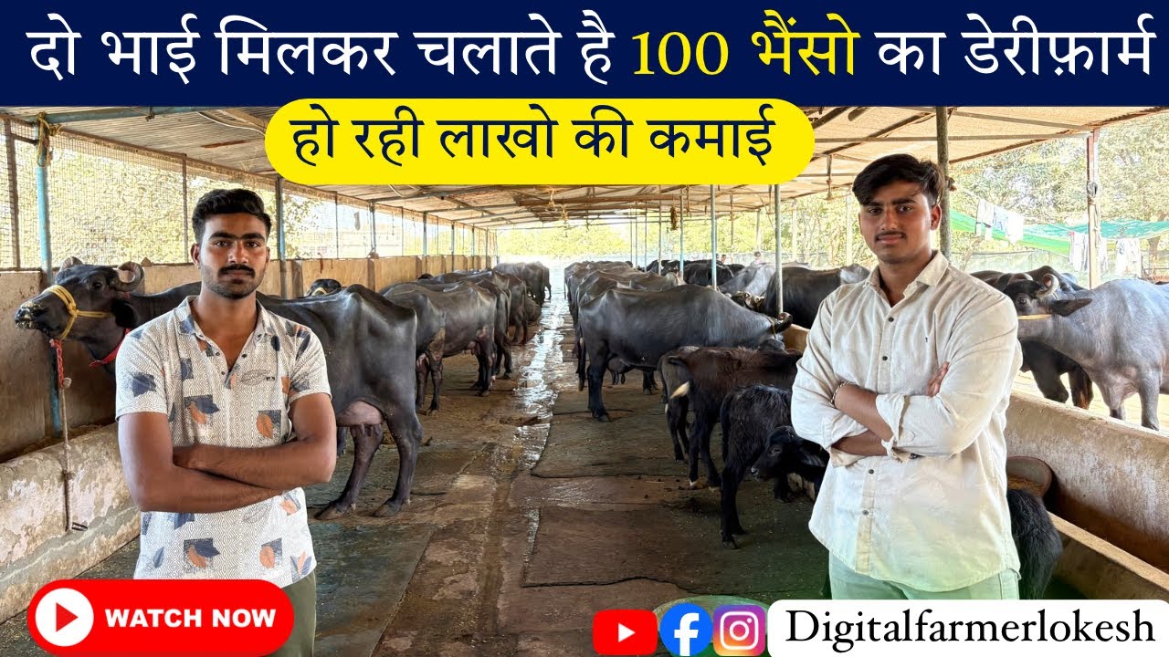 100 Bhains Ka Dairy Farm | Murrah & HF Cows | Khana, Management Aur Kamai