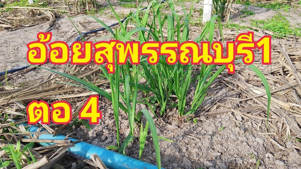 กลบหลุมครั้งแรก#อ้อยตอ4#อ้อยสุพรรณบุรี1#ไร่สมใจ081 -9637931
