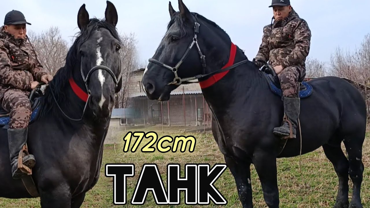 ЖООН ТАНК ЖАКШЫ БААДа